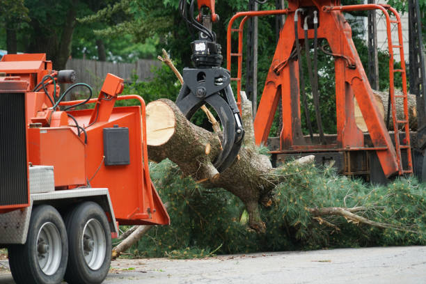 Trusted Laurel Park, NC  Tree Services Experts