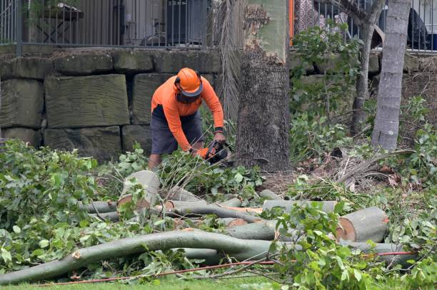 Why Choose Our Tree Removal Services in Laurel Park, NC?